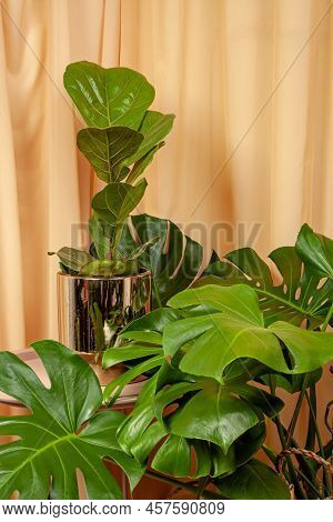 Still Life With Plants On A Brown Curtains Background.