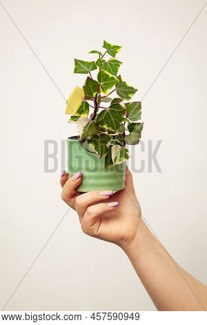 Hand Holding Pot With Senecio Macroglossus Plant, The Natal Ivy Or Wax Ivy.