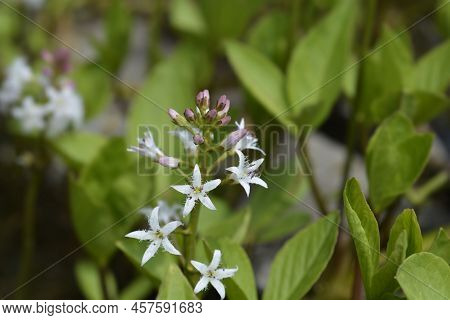 Common Bogbean White Flowers In The Garden