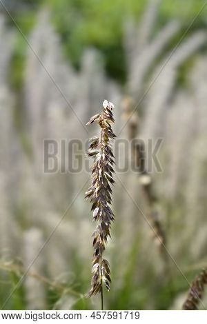 Dark Purple Siberian Melic Seeds In The Garden