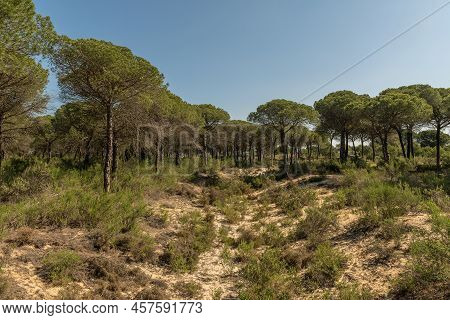 Landscape Of Donana National Park In Andalusia, Spain
