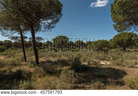 Landscape Of Donana National Park In Andalusia, Spain