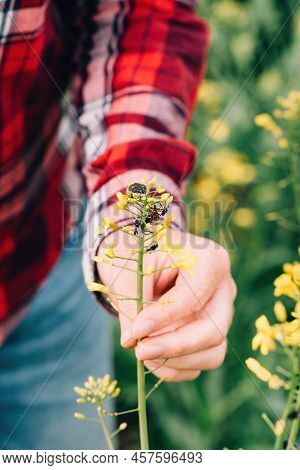 Female Farmer Examining Rapeseed Crops For Tropinota Hirta Beetle Pests, Close Up With Selective Foc