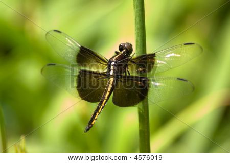 Enke Skimmer Dragonfly