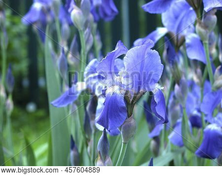 Blue Irises (iridaceae) Bloom In July In The Garden
