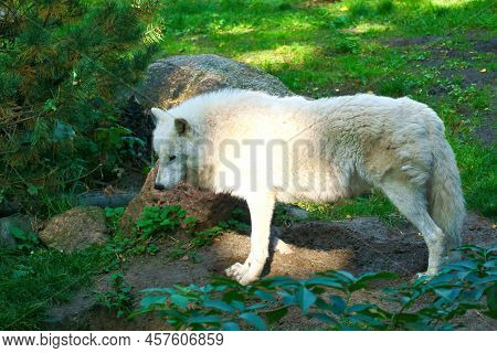 Polar Wolf Standing On A Meadow With White Fur. Shy Predator Among Mammals. Animal Photo From Nature