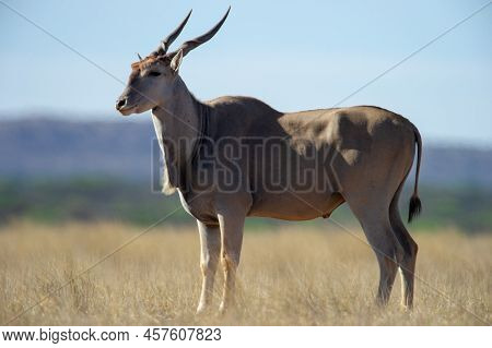 Eland ( Tragelaphus Oryx) Mokala National Park, South Africa