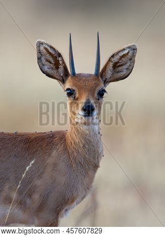 Steenbok (raphicerus Campestris)mokala National Park, South Africa