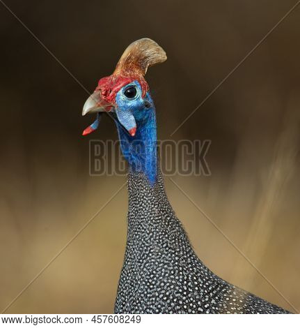Helmeted Guineafowl (numida Meleagris) Mokala National Park, South Africa