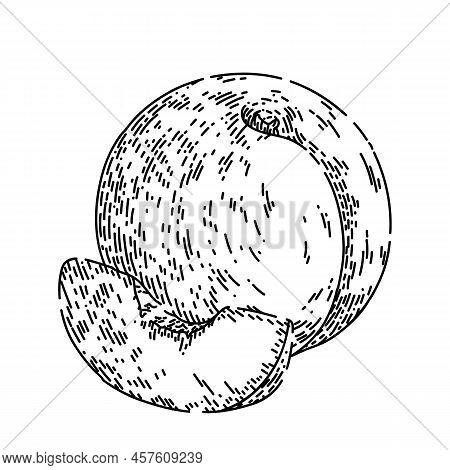 Fruit Peach Hand Drawn Vector. Juicy Nectarine, Fresh Slice, Yellow Orange Food, Red Laf, Cut Organi
