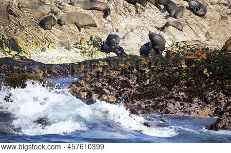 Beautiful Photo Of Geyser Island In South Africa A Few Meters Off The Coast Of Fynbos With Its Colon