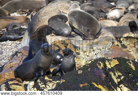 Seal Colony On Geyser Island In The Atlantic Ocean A Few Meters Off The Coast Of Fynbos In South Afr