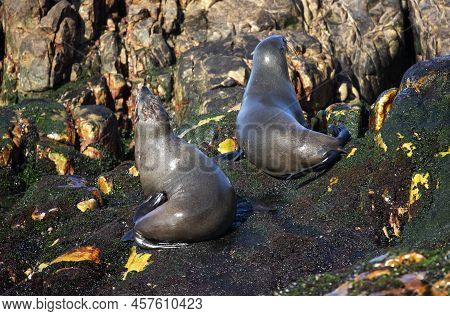 Two Seals Basking In The Sun On South Africa's Geyser Island, Just Meters Off The Coastline Of The F