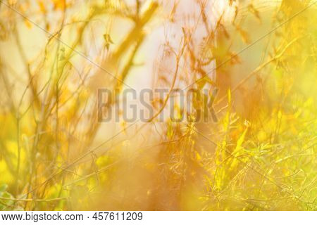 Sunny Trees Abstract Nature Bokeh Texture. Blurred Bokeh Background