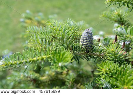 Green Cone On The Bough Of Abies Siberian. Natural Background Of Young Branches Abies. Copy Space. S