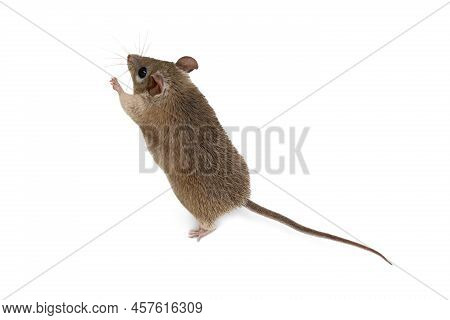 Spiny Mouse And Running Ball On White Background