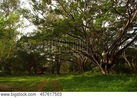 Shade Of Rain-tree Canopy Big Tree In The Forest