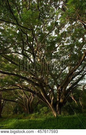 Shade Of Rain-tree Canopy Big Tree In The Forest