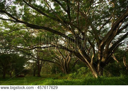 Shade Of Rain-tree Canopy Big Tree In The Forest