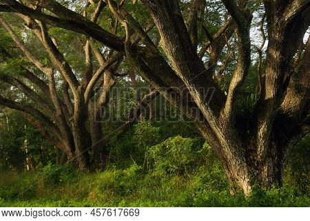 Shade Of Rain-tree Canopy Big Tree In The Forest