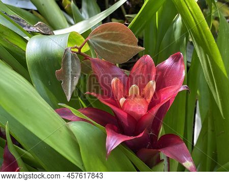 Scarlet Star (guzmania Lingulata), Droophead Tufted Airplant, Orange Star, Vase Plant, Flor Del Inci