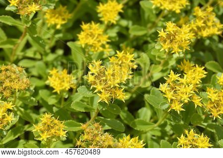 Orange Stonecrop Weihenstephaner Gold Flowers In The Garden
