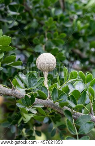 Young Limonia Acidissima Or Wood Apple Growing On The Tree With Copy Space