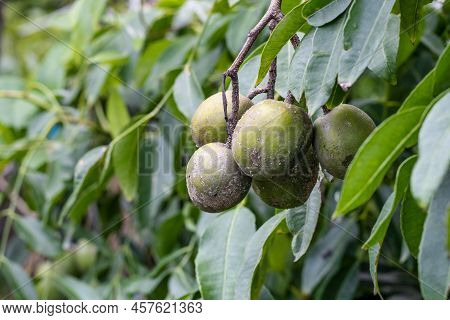 Selective Focused A Bunch Of Mature Spondias Mombin Or Hog Plum Fruit Hanging On The Tree With Copy 