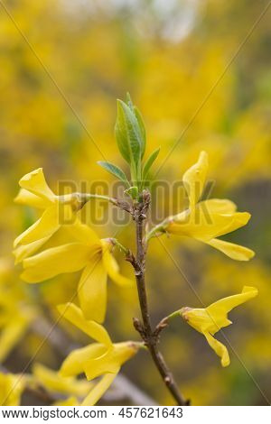 Werdenberg, Switzerland, March 29, 2022 Yellow Blossoms Of A Forsithia Plant In Spring Time
