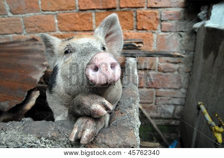Lustiges Schwein