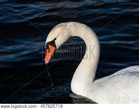 Beautiful Close-up Of Portrait Of Adult Mute Swan (cygnus Olor) With Focus On Eye And Head With Deep