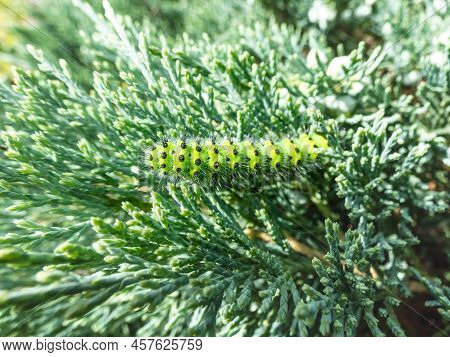 Macro Shot Of The Larva Or Caterpillar Of The Small Emperor Moth (saturnia Pavonia) - Green With Bla