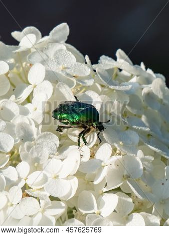 Macro Shot Of A Metallic Rose Chafer Or The Green Rose Chafer (cetonia Aurata) Crawling On A White F