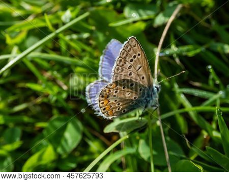 Close-up Of The Adult Common Blue Butterfly Or European Common Blue (polyommatus Icarus) With Visibl