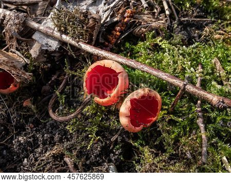 Cup-shaped Fungus Scarlet Elfcup (sarcoscypha Austriaca) Fruit Bodies Growing Near Fallen Pieces Of 