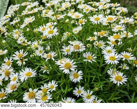 The Hyssop-leaf Fleabane (erigeron Hyssopifolius) Flowering With A Single Head With Numerous White R
