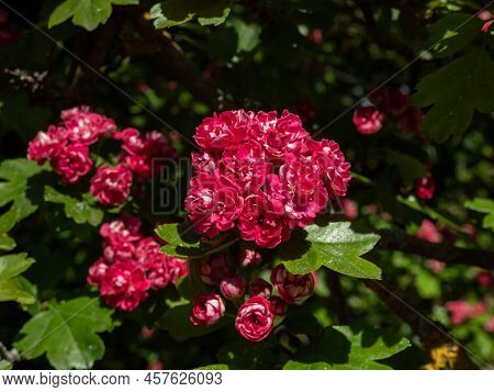 Small, Low-branching Tree - The English Hawthorn (crataegus Laevigata) 'paul's Scarlet' Flowering Wi