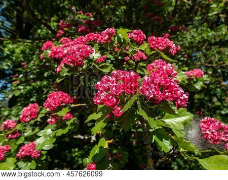 Small, Low-branching Tree - The English Hawthorn (crataegus Laevigata) 'paul's Scarlet' Flowering Wi