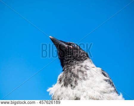 Close-up Shot Of The Juvenile Hooded Crow (corvus Cornix) With Dark Plumage And With Blue And Grey E