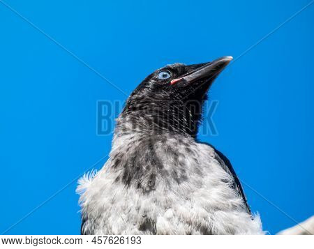 Close-up Shot Of The Juvenile Hooded Crow (corvus Cornix) With Dark Plumage And With Blue And Grey E