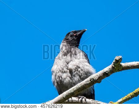 Close-up Shot Of The Juvenile Hooded Crow (corvus Cornix) With Dark Plumage And With Blue And Grey E