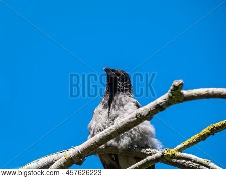 Close-up Shot Of The Juvenile Hooded Crow (corvus Cornix) With Dark Plumage And With Blue And Grey E