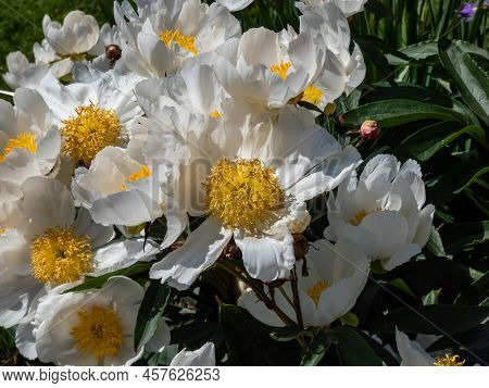 Macro Of Paeonia Lactiflora 'whitleyi Major' - Cupped, Creamy-white, Single Flowers 10cm Wide, With 