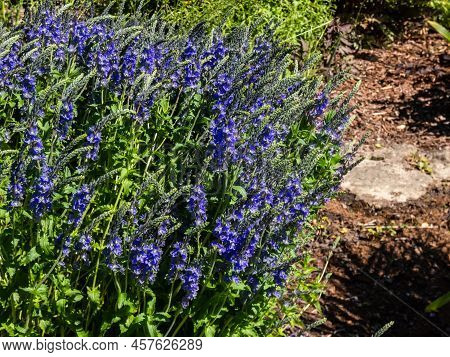 Speedwell (veronica Teucrium) 'true Blue' Forming A Dense Spherical Bush And Flowering With Spikes O