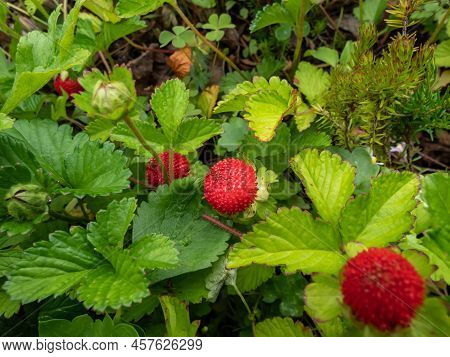 Mock, Indian Or False Strawberry (potentilla Indica) Or Backyard Strawberry With Red Fruit In The Ga