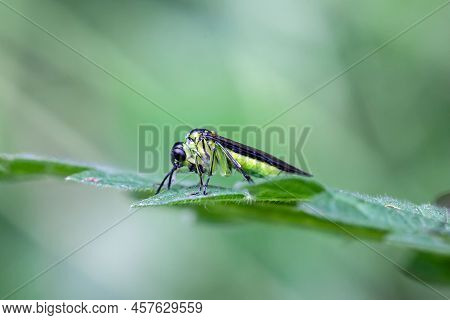 The Sawfly Species Tenthredo Mesomela