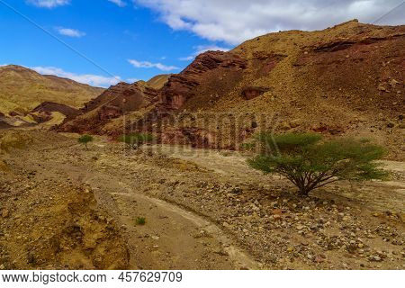 Winter View Of Arava Desert Valley Landscape With Acacia Trees, Near The Shkhoret Canyon, Southern I