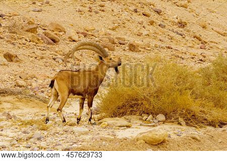 Winter View Of Nubian Ibex In The Arava Desert Valley, Near The Shkhoret Canyon, Southern Israel
