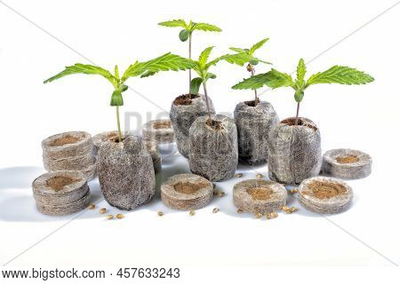 Several Jiffys To Germinate Cannabis Seeds With Some Plant Already Born As An Example Isolated On Wh