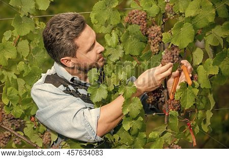 Enologist With Garden Scissors. Farmer Cut Grapevine. Vinedresser Cutting Grapes Bunch.